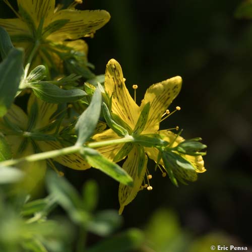 Millepertuis perforé  - Hypericum perforatum subsp. perforatum