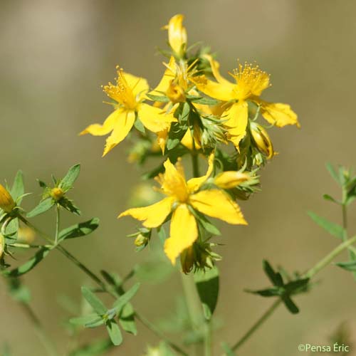 Millepertuis à feuilles étroites - Hypericum perforatum var. angustifolium