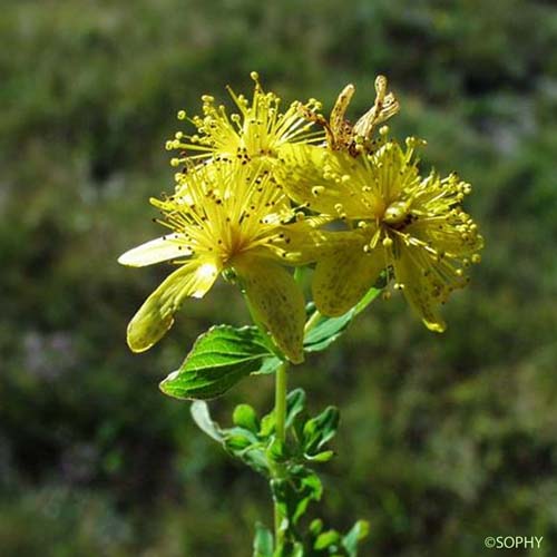 Millepertuis taché - Hypericum maculatum subsp. maculatum