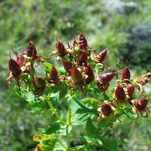 Millepertuis taché - Hypericum maculatum subsp. maculatum