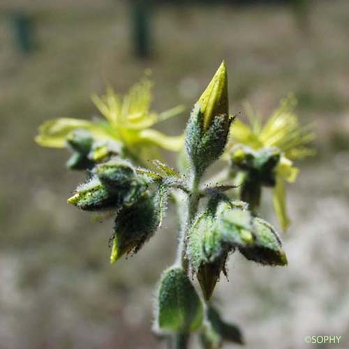 Millepertuis tomenteux - Hypericum tomentosum