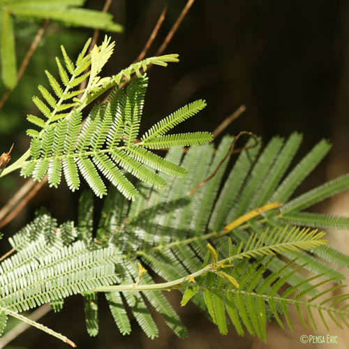 Mimosa - Acacia dealbata