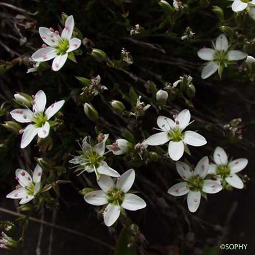 Minuartie à feuilles incurvées - Minuartia recurva var. recurva