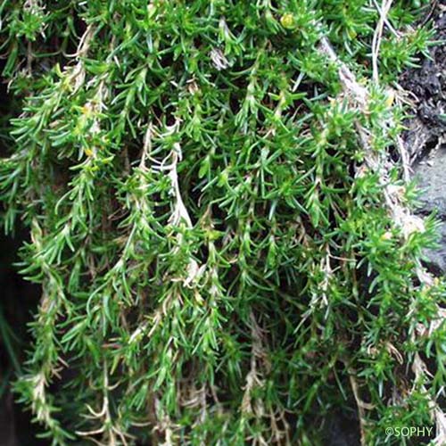 Minuartie à feuilles incurvées - Minuartia recurva var. recurva