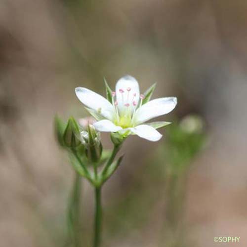 Minuartie à rostre - Minuartia rostrata