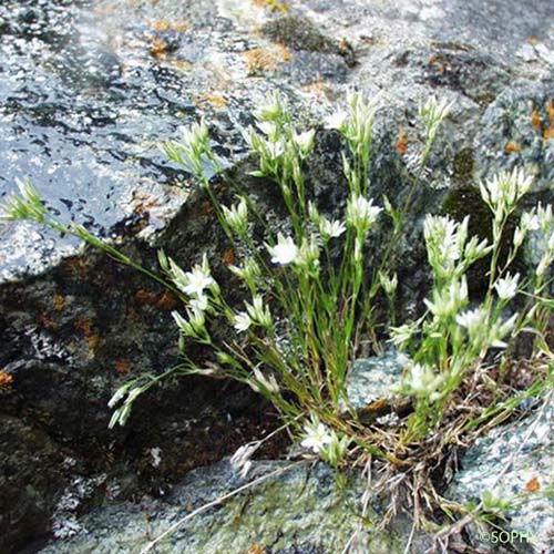 Minuartie à rostre - Minuartia rostrata