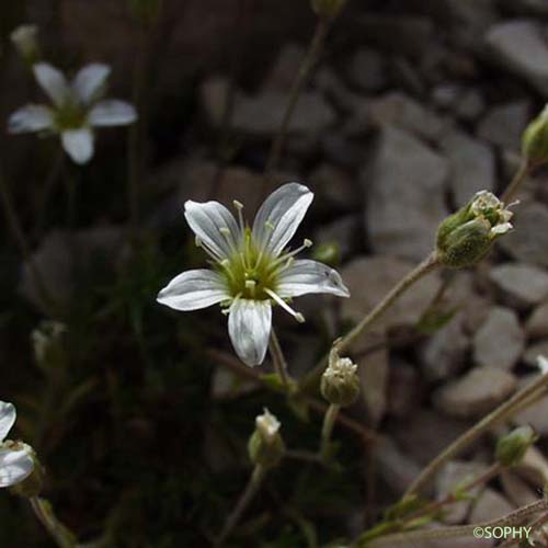 Minuartie de Diomède - Minuartia laricifolia subsp. diomedis