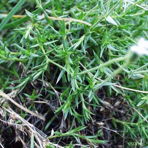 Minuartie de Diomède - Cherleria laricifolia subsp. diomedis