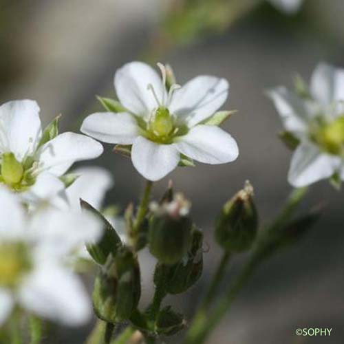 Minuartie de printemps - Sabulina verna subsp. verna