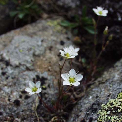 Minuartie de printemps - Sabulina verna subsp. verna