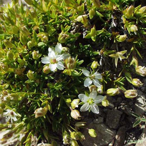 Minuartie des rochers - Facchinia rupestris