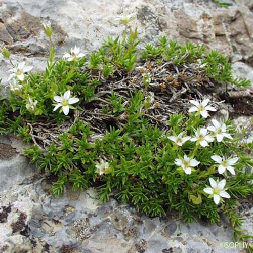 Minuartie des rochers - Facchinia rupestris