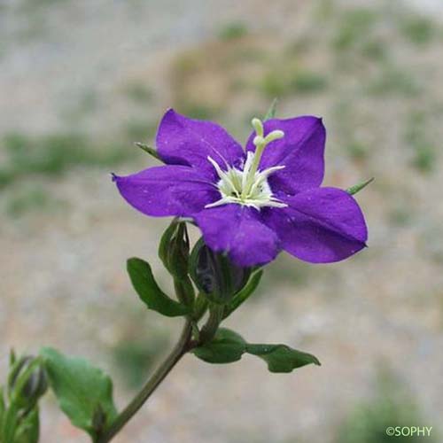 Miroir-de-Vénus - Legousia speculum-veneris