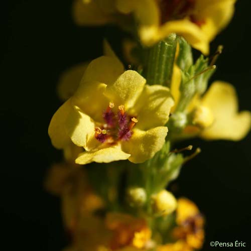 Molène Bouillon-noir - Verbascum nigrum subsp. nigrum