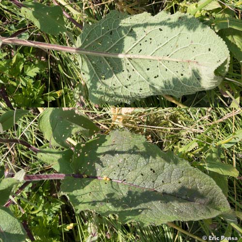 Molène Bouillon-noir - Verbascum nigrum subsp. nigrum