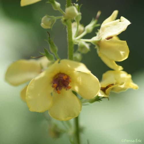 Molène de Chaix - Verbascum chaixii subsp. chaixii