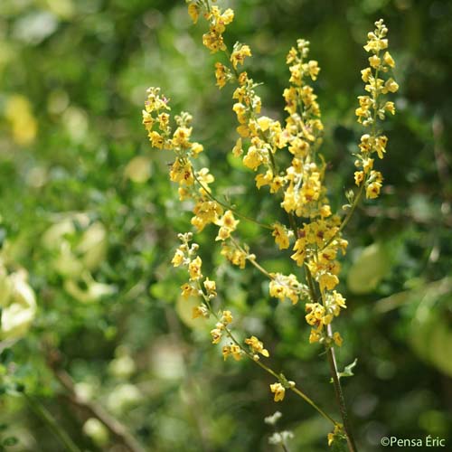 Molène de Chaix - Verbascum chaixii subsp. chaixii