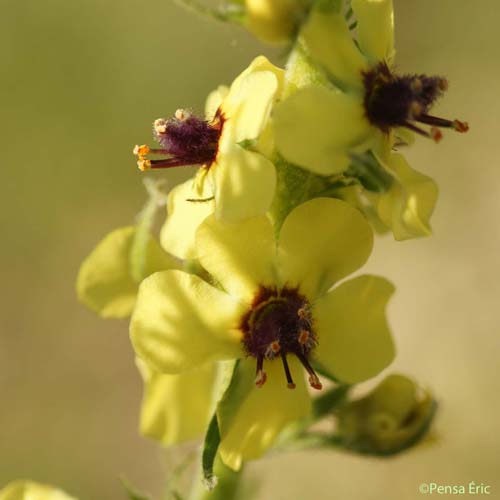 Molène de mai - Verbascum boerhavii