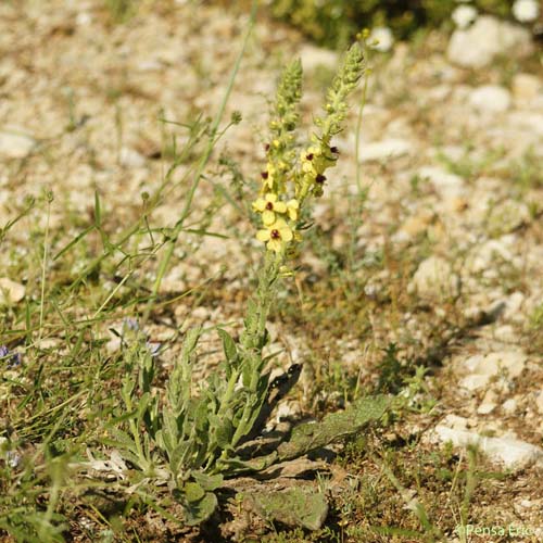 Molène de mai - Verbascum boerhavii