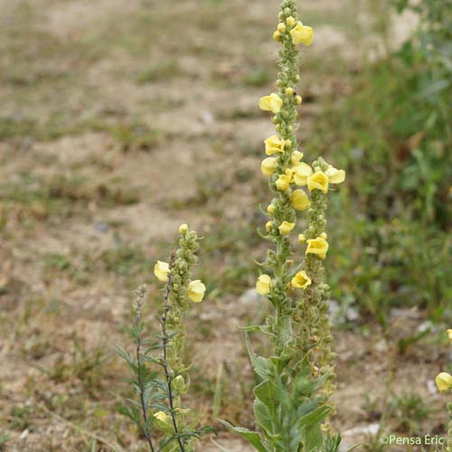 Molène faux phlomis - Verbascum phlomoides