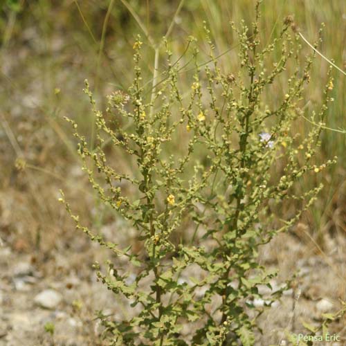 Molène sinuée - Verbascum sinuatum