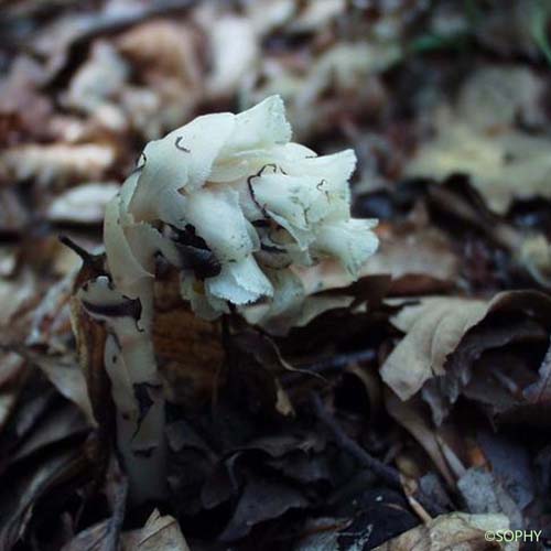 Monotrope Sucepin - Hypopitys monotropa