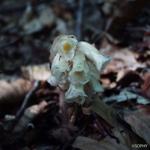 Monotrope Sucepin - Hypopitys monotropa