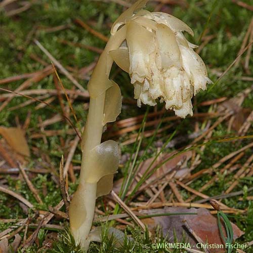 Monotrope Sucepin - Monotropa hypopitys subsp. hypopitys