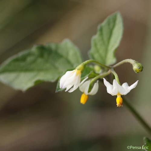 Morelle noire - Solanum nigrum subsp. nigrum