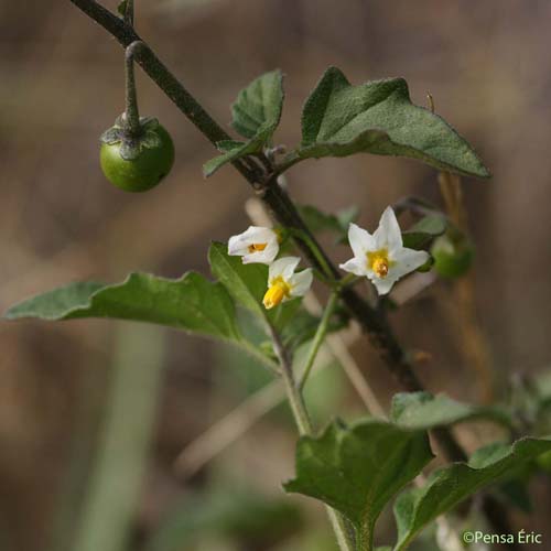 Morelle noire - Solanum nigrum