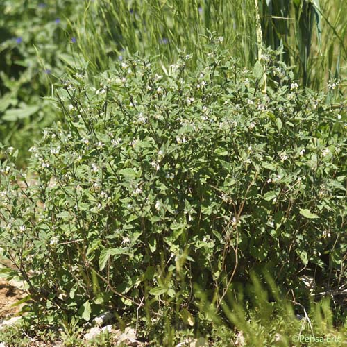 Morelle noire - Solanum nigrum subsp. nigrum