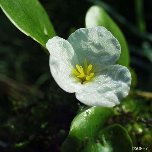 Morène - Hydrocharis morsus-ranae