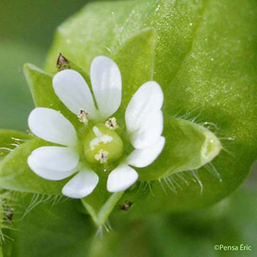 Morgeline - Stellaria media