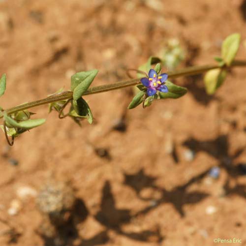 Mouron à petites fleurs - Lysimachia talaverae