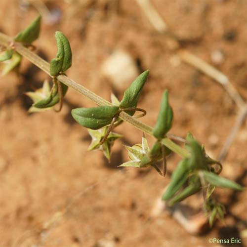 Mouron à petites fleurs - Lysimachia talaverae