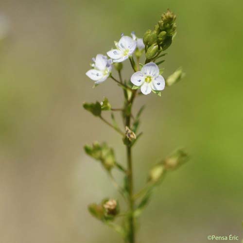 Véronique mouron-d'eau - Veronica anagallis-aquatica