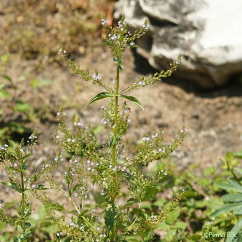 Véronique mouron-d'eau - Veronica anagallis-aquatica