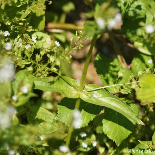 Véronique mouron-d'eau - Veronica anagallis-aquatica