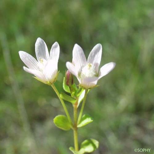 Mouron délicat - Lysimachia tenella