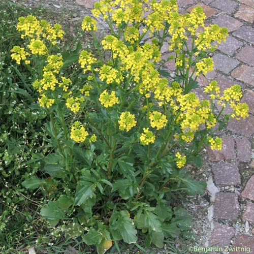 Moutarde noire - Brassica nigra