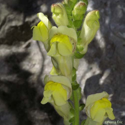 Muflier à larges feuilles - Antirrhinum latifolium