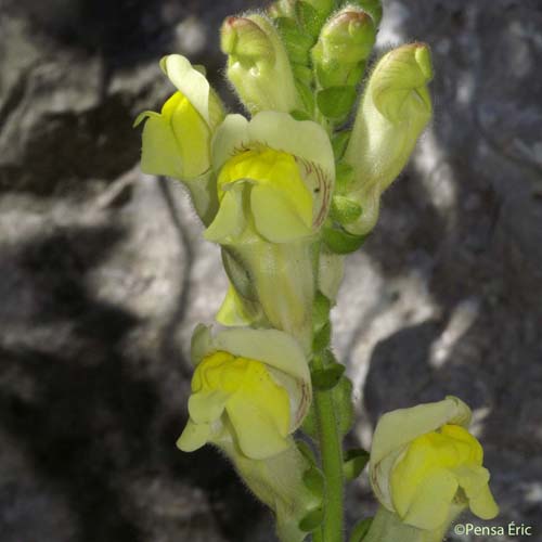 Muflier à larges feuilles - Antirrhinum majus subsp. latifolium