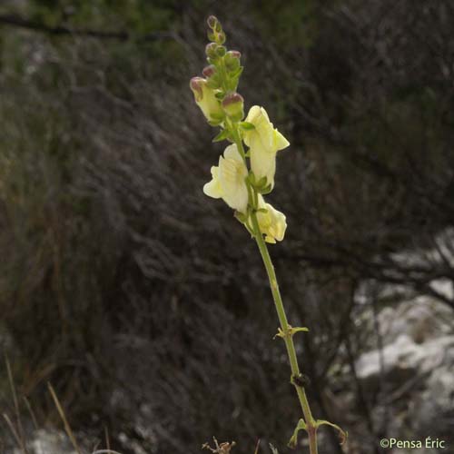 Muflier à larges feuilles - Antirrhinum latifolium
