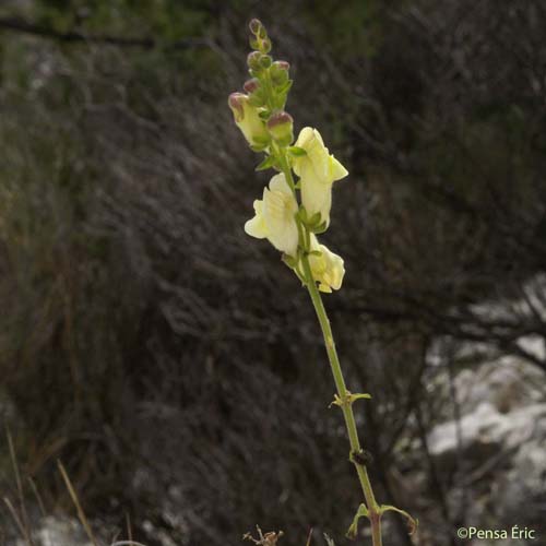 Muflier à larges feuilles - Antirrhinum majus subsp. latifolium