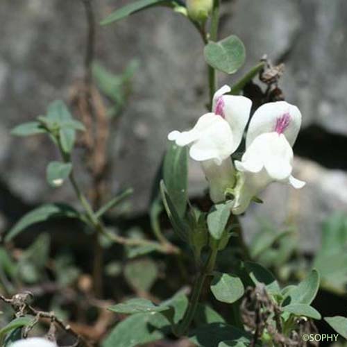 Muflier sempervirent - Antirrhinum sempervirens