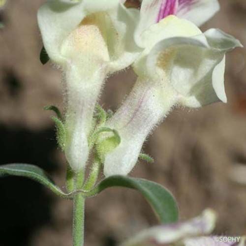 Muflier sempervirent - Antirrhinum sempervirens