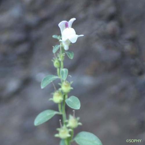 Muflier sempervirent - Antirrhinum sempervirens