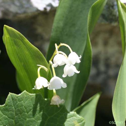 Muguet - Convallaria majalis