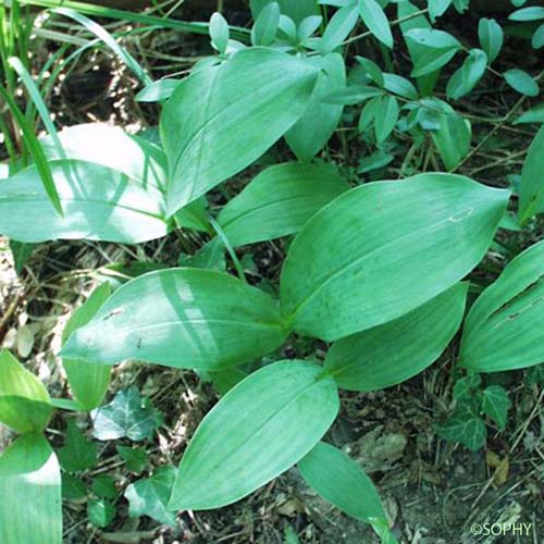 Muguet - Convallaria majalis