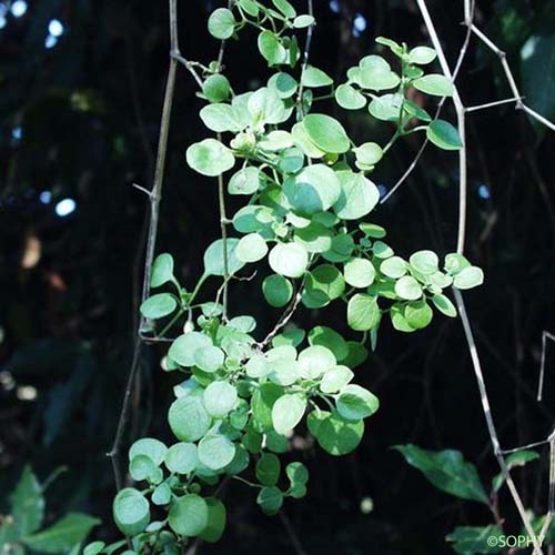 Muguet des pampas - Salpichroa origanifolia